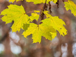 Maple branches with yellow leaves in autumn, in the light of sunset.