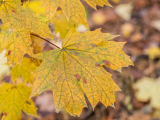 Maple branches with yellow leaves in autumn, in the light of sunset.