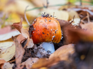 Autumn background. amanita muscaria mushroom in autumn forest. harvest fungi concept. Fly agaric, wild poisonous red mushroom in yellow-orange fallen leaves