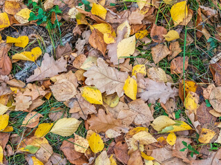 Orange and yellow fallen leaves in the sunlight.