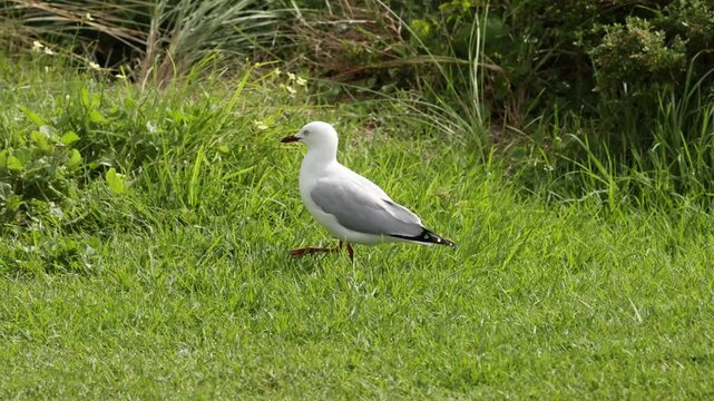 Red-billed Gull Exploring Great Ocean Road Scenery