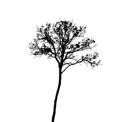 Obraz premium Elegant Black Silhouette of a Solitary Leafless Tree with Delicate Branches for Nature Art, Seasonal Decorations, and Atmospheric Marketing Campaigns