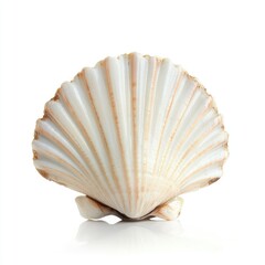 A white shell with brown stripes on it