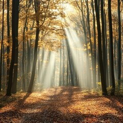 Fototapeta premium Autumn Sunlight Path in Forest