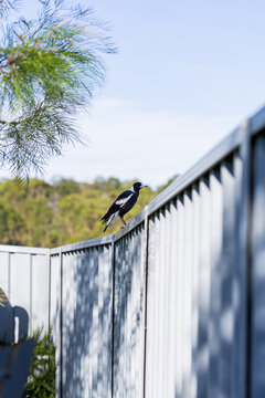 Australian Magpie bird perched on colourbond fence in backyard