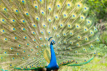 Obraz premium Indian Male Peacock