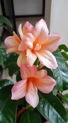 Fototapeta premium Stunning Peach Blossom Flowers Close Up Botanical Photography