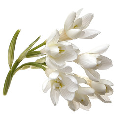 Elegant white tuberose blooms botanical presentation isolated on transparent  background png