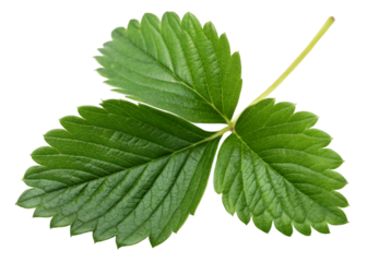 Fresh green strawberry leaf with three distinct lobes, serrated edges, and visible veins, vibrant natural texture perfect for botanical or food-related visuals, isolated on transparent background. 