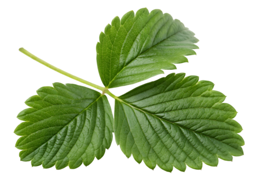 Fresh green strawberry leaf with three distinct lobes, serrated edges, and visible veins, vibrant natural texture perfect for botanical or food-related visuals, isolated on transparent background. 