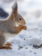 The squirrel in winter sits on white snow.