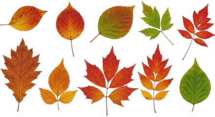 Fototapeta premium Autumn leaves botanical illustration vibrant isolated white background