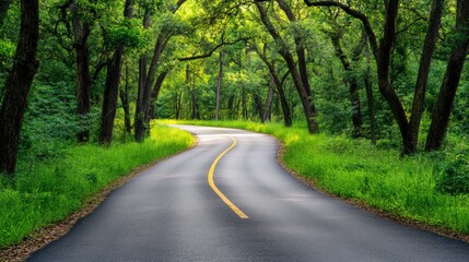Obraz premium Serene Road Curving Through Vibrant Green Forest