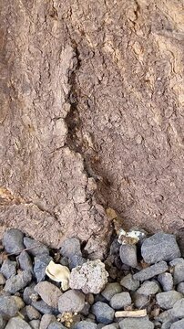 Ants Traveling in a Line Captured in Nature Video