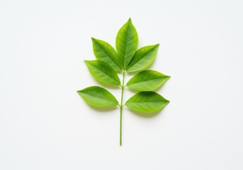Obraz premium Isolated green leaf branch with multiple leaves on a white background in a centered composition