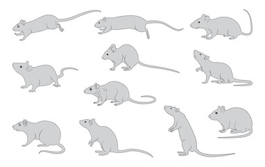 Rats-005
