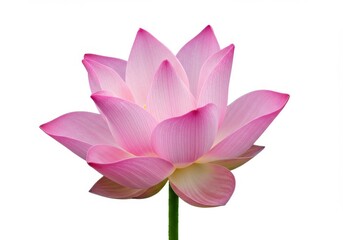 A pile of golden yellow french fries stacked on top of each other against a white background surface