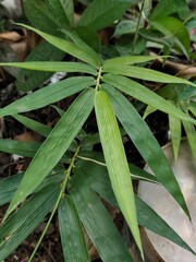 Obraz premium bamboo leaves