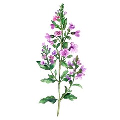 Obraz premium An isolated fresh agrimony illustration watercolor flowers.