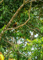 A Beautiful Bird Perched in Lush Greenery of Putumayo, Colombia: A Nature Lover's Paradise