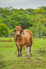 A Brown Cow Standing in the Lush Green Fields of Putumayo, Colombia with Amazon Rainforest Background