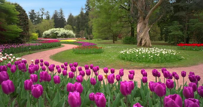 Spring landscape in a tulip maze.