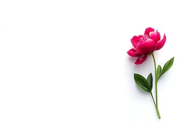Fototapeta premium Single vibrant crimson peony on white background. Possible use Greeting card, floral design, botanical illustration