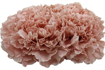 Pink carnations bouquet close-up