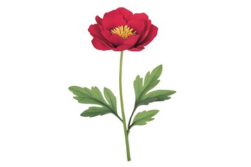 Isolated Red Peony, Botanical Illustration, Elegant Floral Design