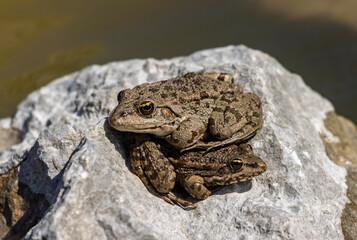 Two Balkan frogs (Pelophylax kurtmuelleri), resting on a sun-warmed rock near the water. The frogs' coloration, a mix of earthy brown and sharp green, with darker spots and stripes.