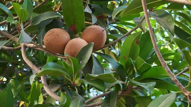 Sapota and Chikoo Fruits Growing on a Tree