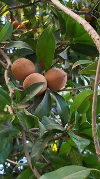 Chikoo and Sapota on Tree Branches Captured in Video