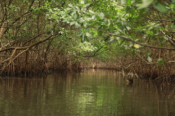 Obraz premium reeds in the water