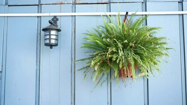 Hanging ferns complement rustic wall decor with lantern accent