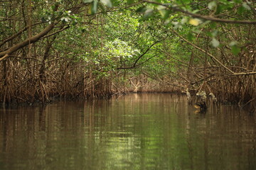 mangroves