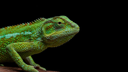 Fototapeta premium A colorful chameleon lizard on a black background