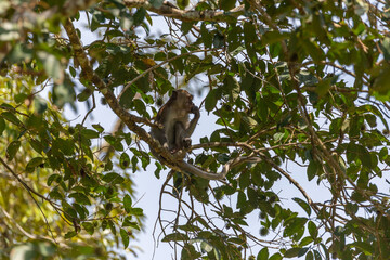 A monkey sitting on a tree branch surrounded by greenery, showcasing wildlife in a natural forest setting.
