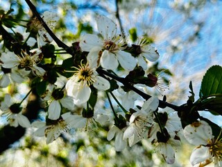 white cherry blossoms blooming in spring