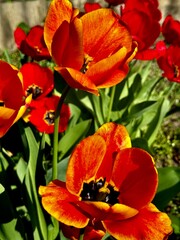 red tulips in the garden