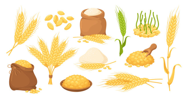 Wheat cereal natural organic plant growing autumn harvest set isometric vector illustration