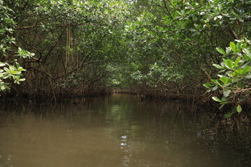 mangroves