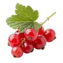 Red currant berries isolated on transparent background