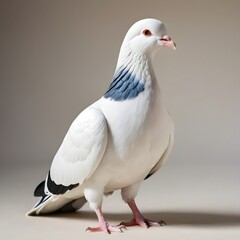 White jacobin pigeon standing alone against a clear background