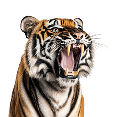 Fototapeta premium Close-up of an angry roaring tiger with bared teeth isolated on transparent background