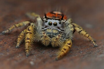 Closeup of a female Phidippus mystaceus jumping spider, 21 April 2025 Indonesia