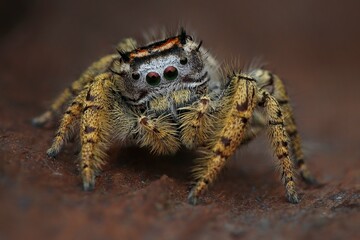 Closeup of a female Phidippus mystaceus jumping spider, 21 April 2025 Indonesia