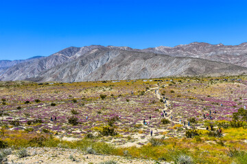 Flowers blooming in Anza Borrego Desert, Anza Borrego Desert State Park, California