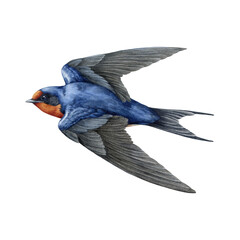 Flying bird watercolor painted illustration on white background. Cute single barn swallow with spread wings isolated element. Wildlife martin bird flight vintage style illustration