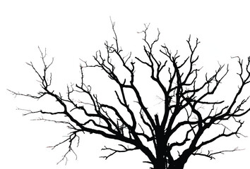 Silhouette of bare tree with branches isolated on white. Black and white vector illustration
