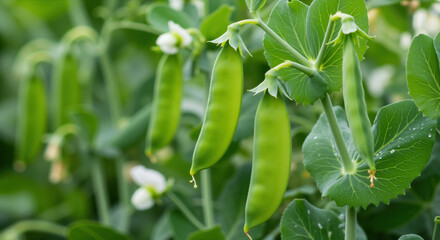 Green pea pods growing on plant with leaves and blossoms. Fresh vegetables developing on vine for healthy food production and garden cultivation